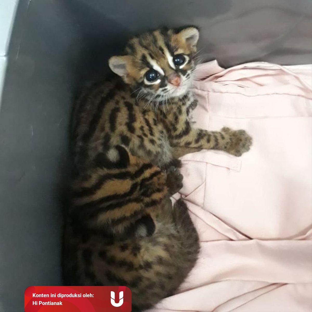 Harga Kucing Hutan Kalimantan : Kucing Hutan Jawa Hewan Liar Namun Jadi